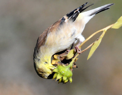 Goldfinch, American (non-breeding)