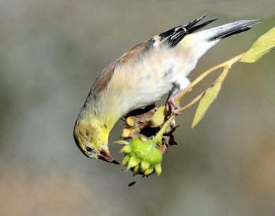 Goldfinch, American (non-breeding)