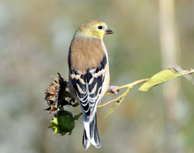 Goldfiinch, American (Non-breeding)