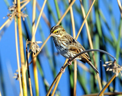 Sparrow, Savannah