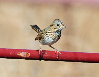 Sparrows, Lincoln's