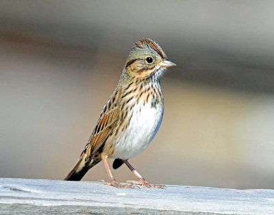 Sparrows, Lincoln's