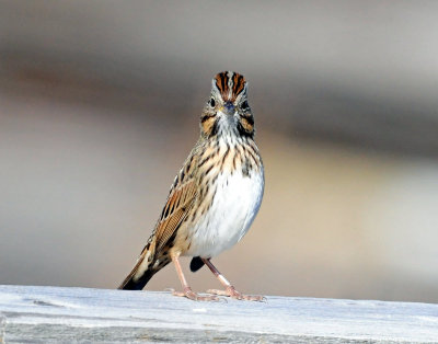 Sparrows, Lincoln's