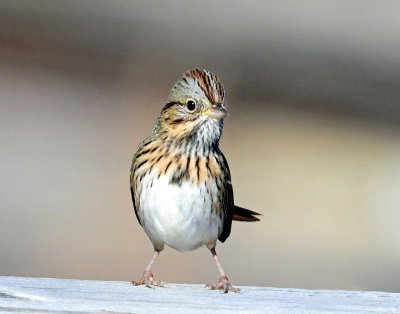 Sparrows, Lincoln's