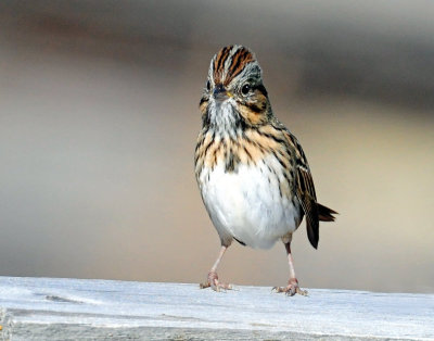 Sparrows, Lincoln's