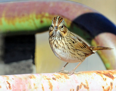 Sparrows, Lincoln's