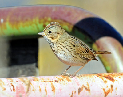 Sparrows, Lincoln's