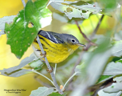 Warbler, Magnolia