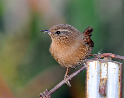 Wren, Pacific