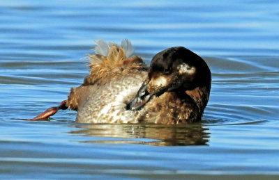 Scoter, White-winged