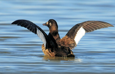 Scoter, White-winged