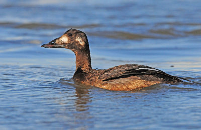 Scoter, White-winged