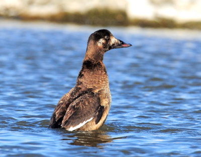 Scoter, White-winged