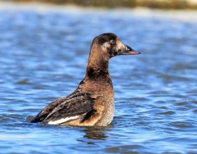 Scoter, White-winged