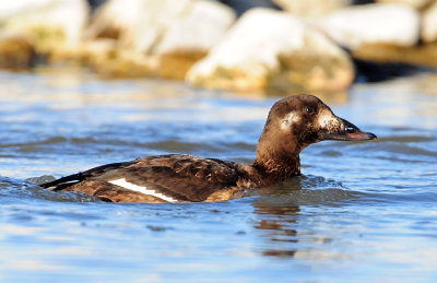 Scoter, White-winged