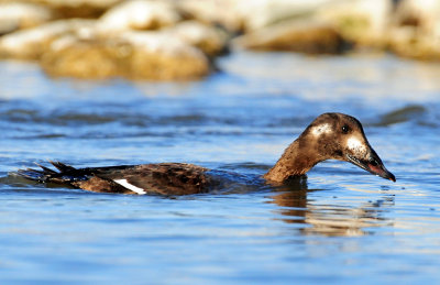 Scoter, White-winged (Nov. 11, 2014)