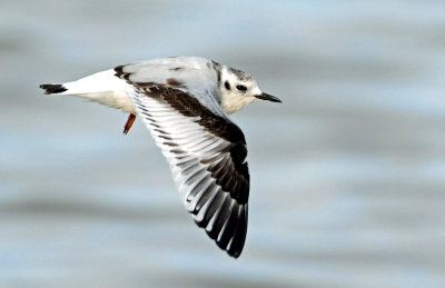 Gull, Little