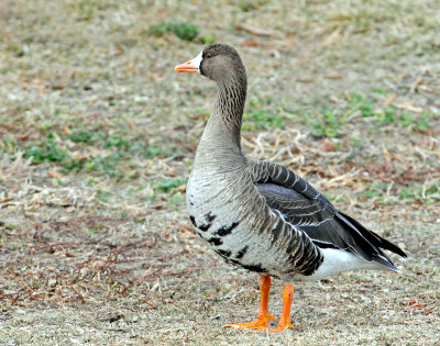 Goose, Greater White-fronted
