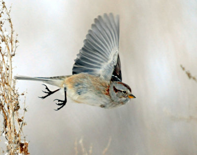 Sparrow, American tree