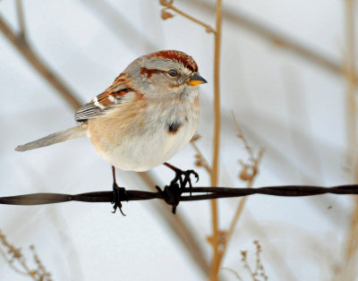 Sparrow, American tree