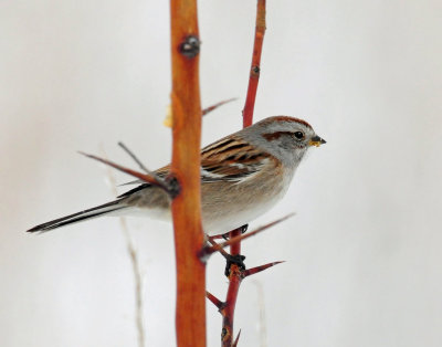 Sparrow, American tree
