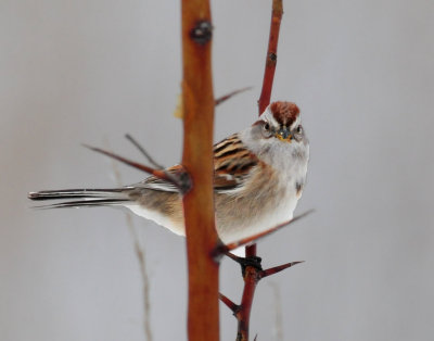 Sparrow, American tree