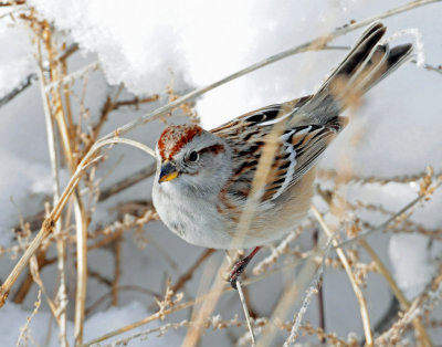 Sparrow, American tree