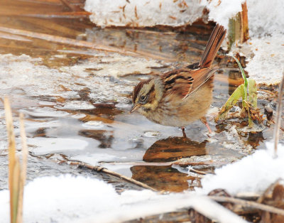 Sparrow, Swamp