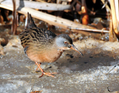 Virginia's Rail