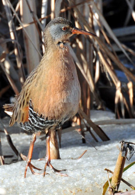 Virginia's Rail