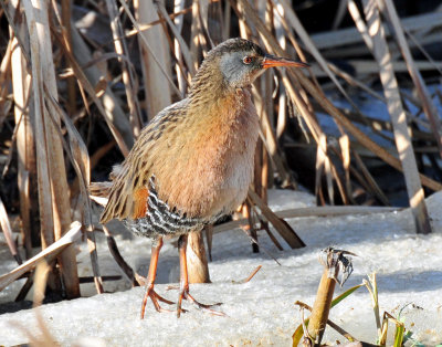 Virginia's Rail