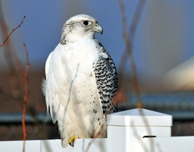 Gyrfalcon
