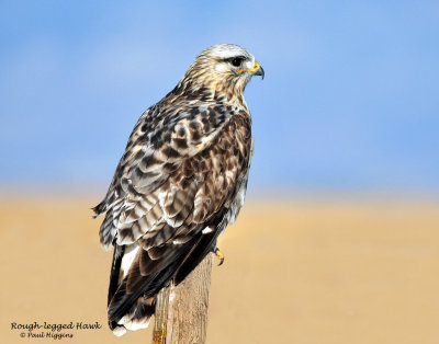 Hawk, Rough-legged
