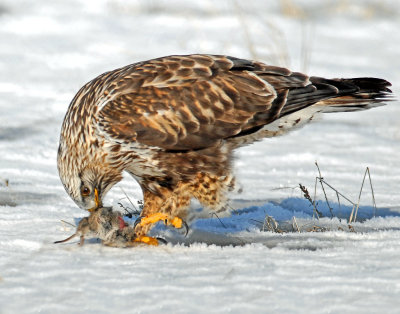 Hawk, Rough-legged