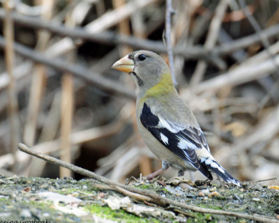 Grosbeak, Evening