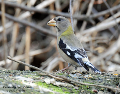 Grosbeak, Evening