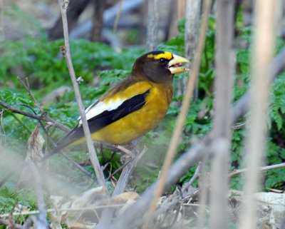 Grosbeak, Evening