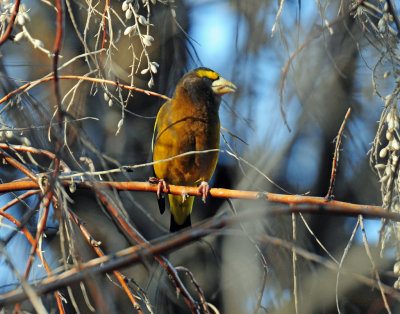 Grosbeak, Evening