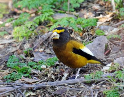 Grosbeak, Evening