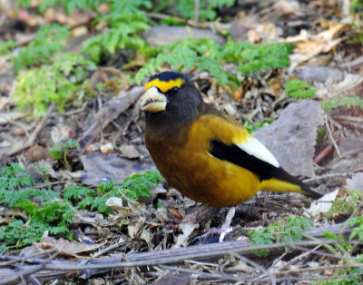 Grosbeak, Evening