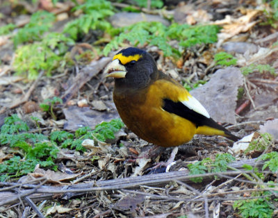 Grosbeak, Evening