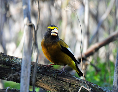 Grosbeak, Evening