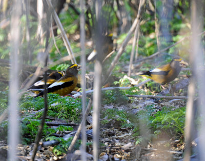 Grosbeak, Evening