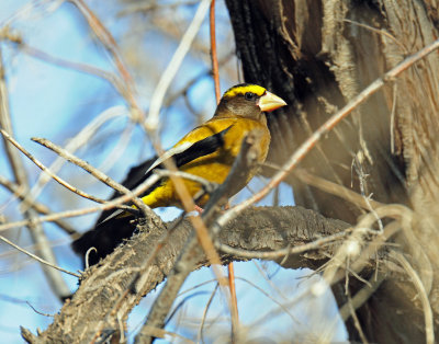 Grosbeak, Evening