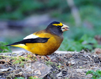 Grosbeak, Evening