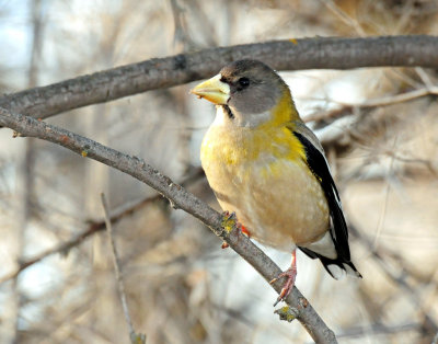 Grosbeak, Evening