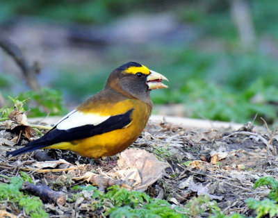 Grosbeak, Evening