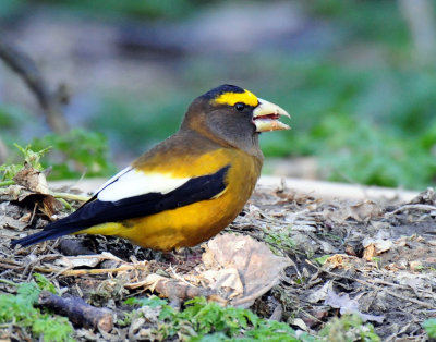 Grosbeak, Evening