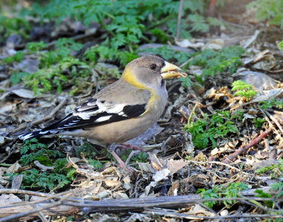 Grosbeak, Evening