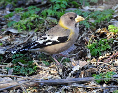 Grosbeak, Evening